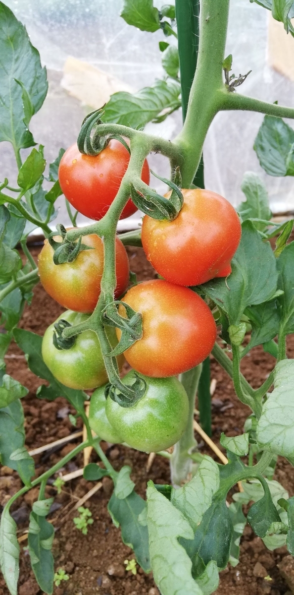 f:id:saoris_blog:20200614142803j:plain