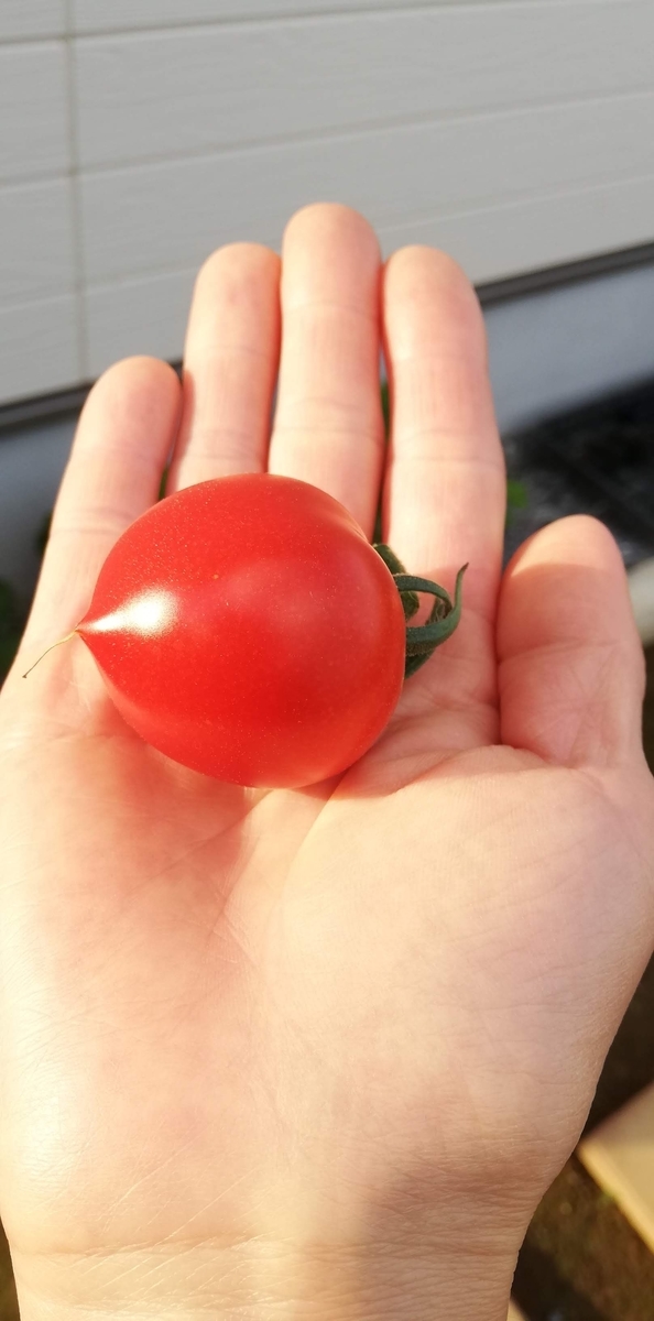 f:id:saoris_blog:20200614143511j:plain