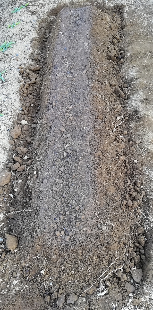 f:id:saoris_blog:20210130184818j:plain