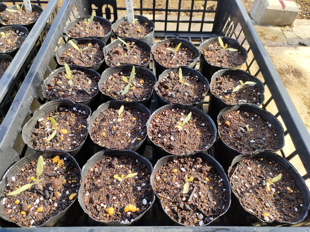 f:id:saoris_blog:20220325163637j:plain