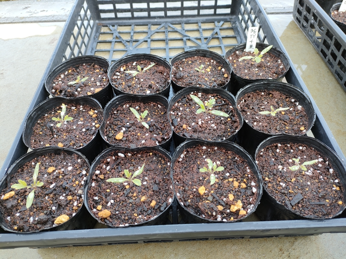 f:id:saoris_blog:20220325164415j:plain