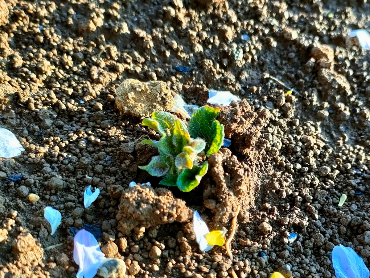 ジャガイモの発芽 22 04 08 今日の野菜さんたちの記録 週末だけの野菜作り日記 家庭菜園