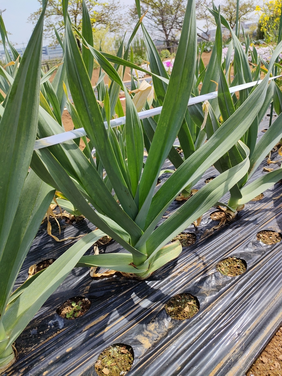 f:id:saoris_blog:20220415231224j:plain