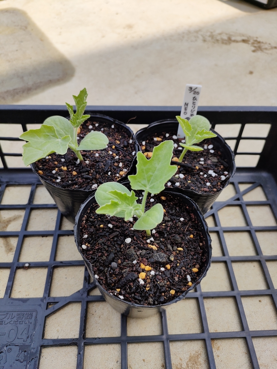 f:id:saoris_blog:20220415231949j:plain