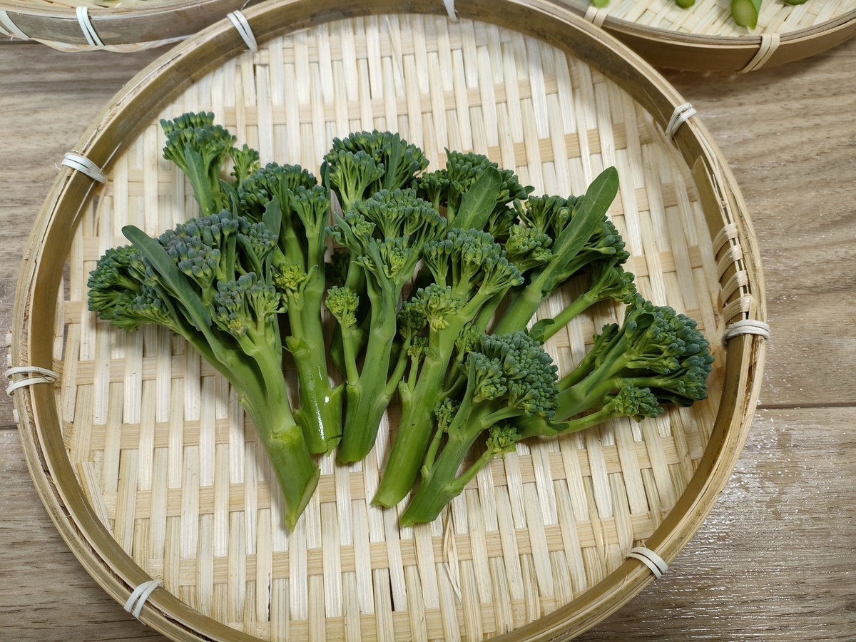 茎ブロッコリーの栽培方法 茎ブロッコリー栽培の成功事例 21年7月31日播種 週末だけの野菜作り日記 家庭菜園