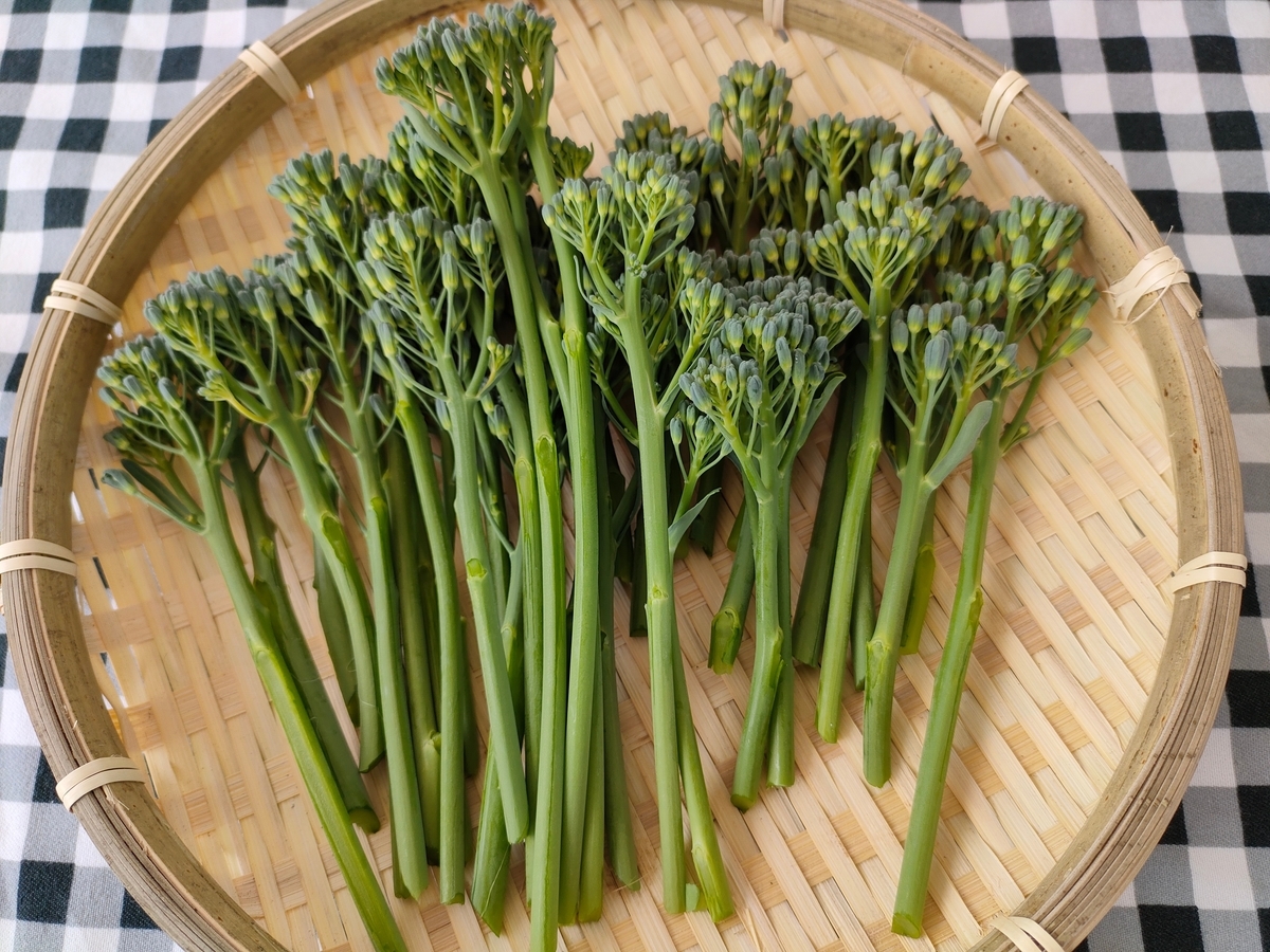 茎ブロッコリーの栽培方法 茎ブロッコリー栽培の成功事例 21年7月31日播種 週末だけの野菜作り日記 家庭菜園