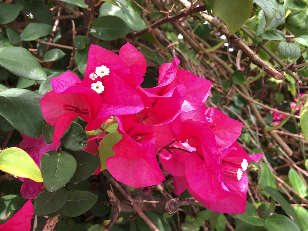 f:id:saotrip:20180321081539j:image f:id:saotrip:20180321081539j:image