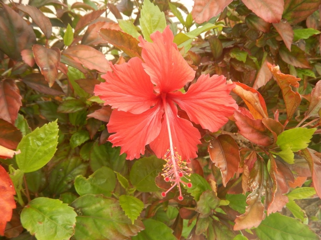 f:id:saotrip:20180415093452j:plain f:id:saotrip:20180415093452j:plain