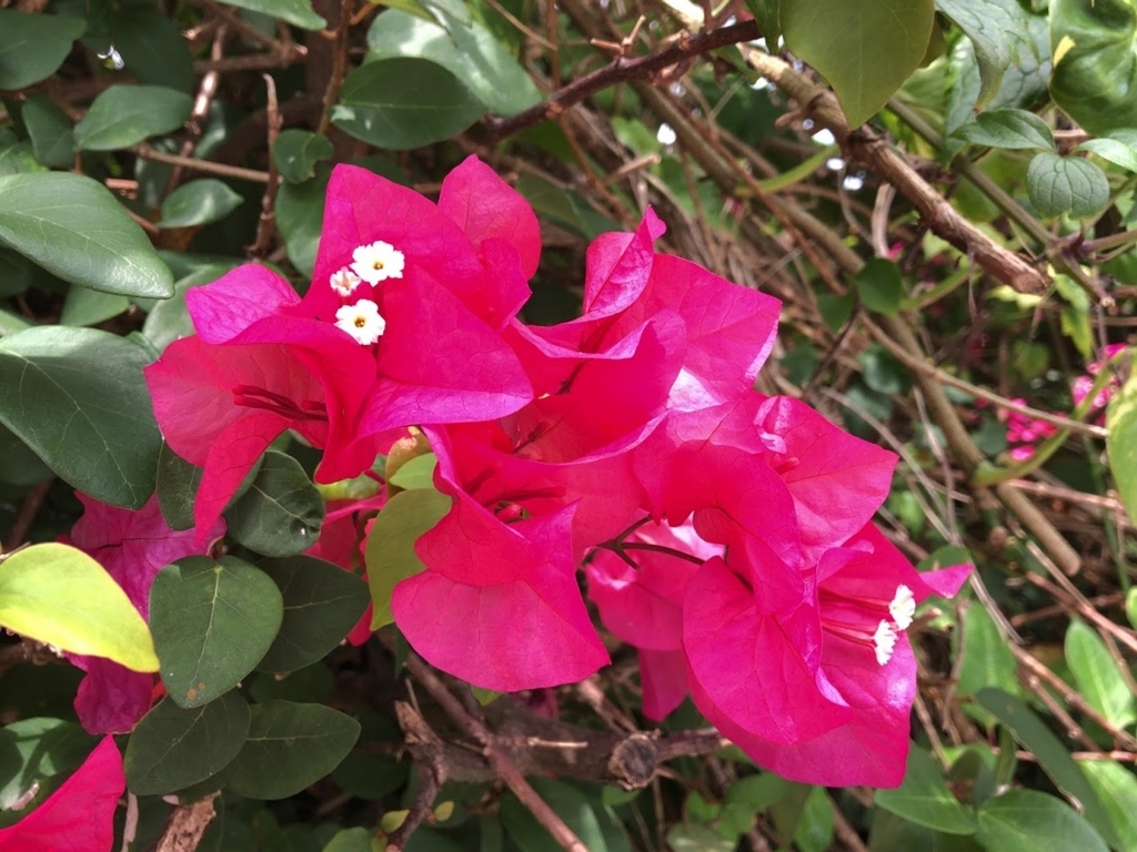 f:id:saotrip:20180415093631j:plain f:id:saotrip:20180415093631j:plain