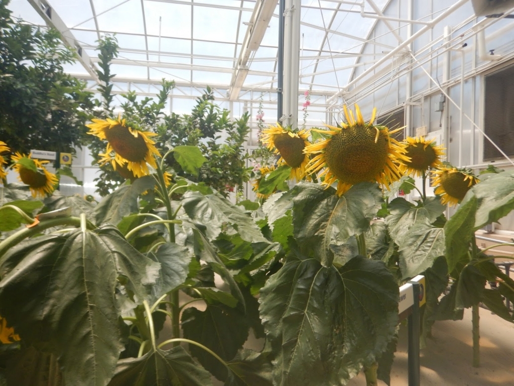 f:id:saotrip:20180615211204j:plain f:id:saotrip:20180615211204j:plain