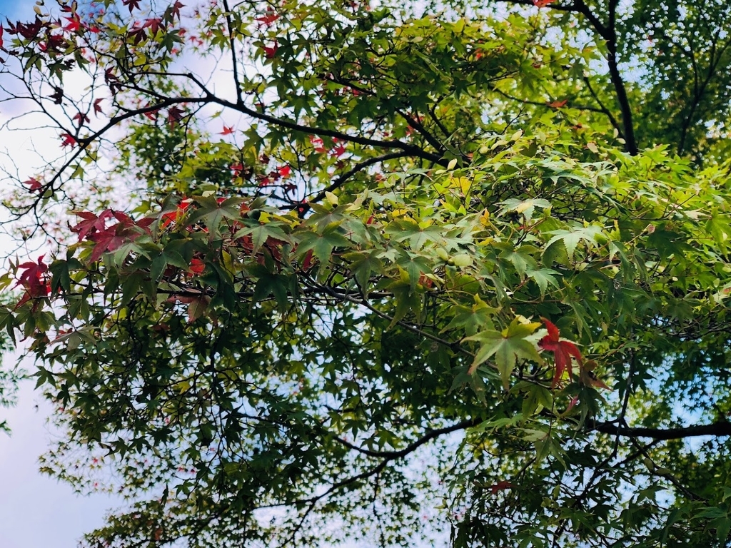 f:id:saotrip:20180830183653j:plain