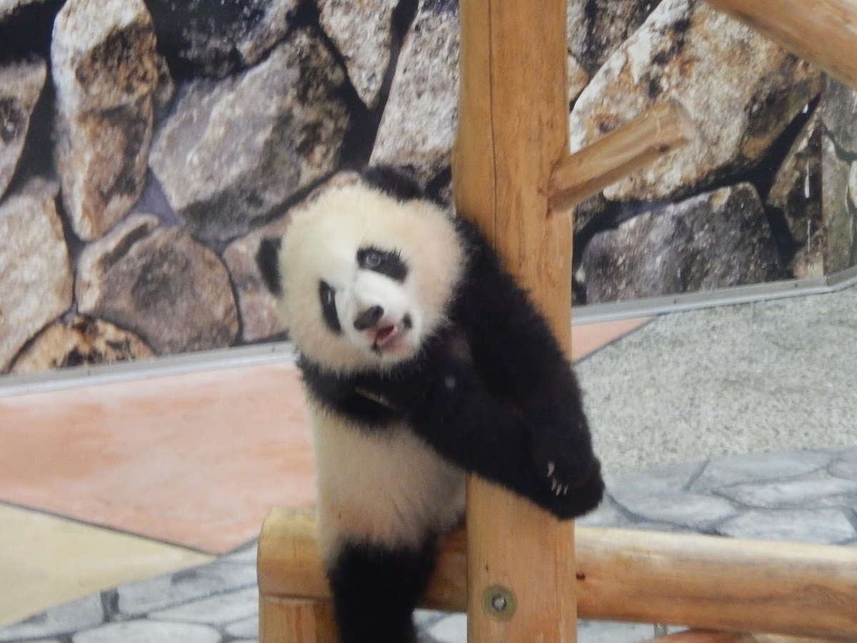 f:id:saotrip:20190316113849j:plain f:id:saotrip:20190316113849j:plain