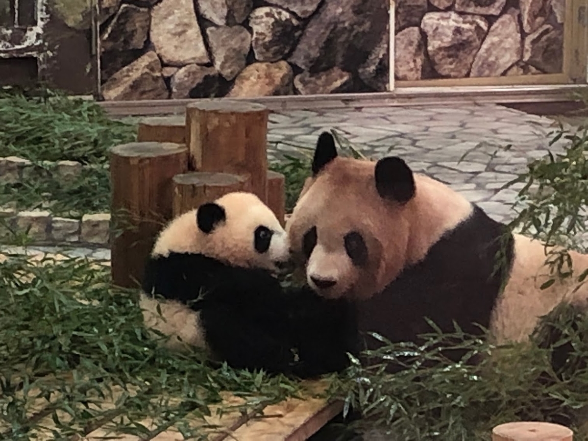 f:id:saotrip:20190316114557j:plain f:id:saotrip:20190316114557j:plain