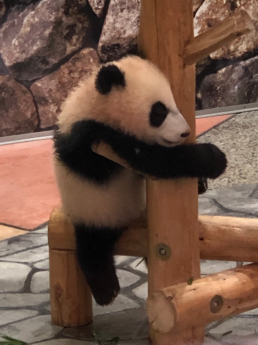 f:id:saotrip:20190316114710j:plain f:id:saotrip:20190316114710j:plain