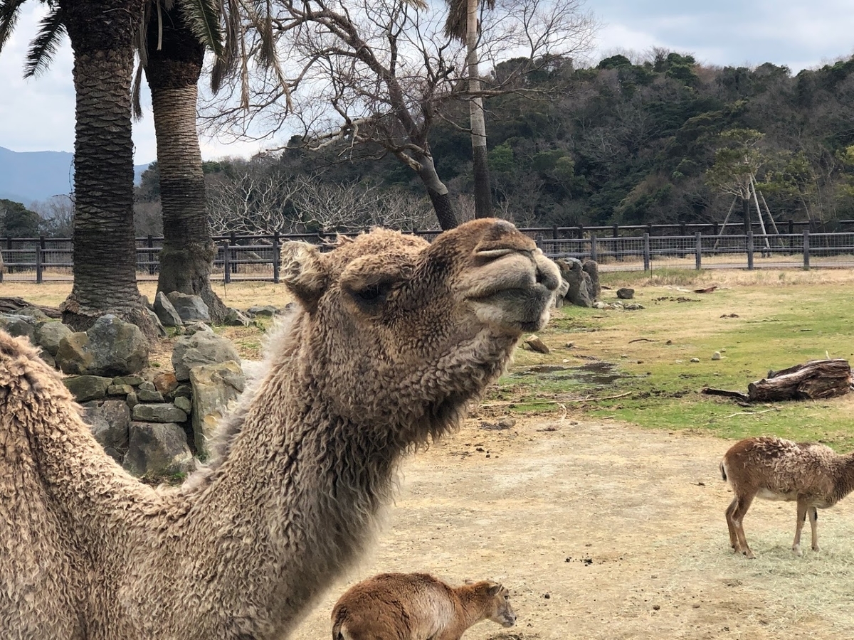 f:id:saotrip:20190316114720j:plain f:id:saotrip:20190316114720j:plain
