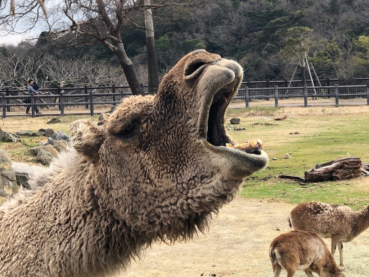 f:id:saotrip:20190316114726j:plain f:id:saotrip:20190316114726j:plain