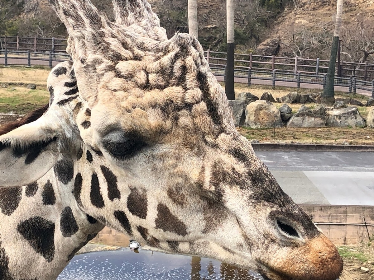 f:id:saotrip:20190316114740j:plain f:id:saotrip:20190316114740j:plain
