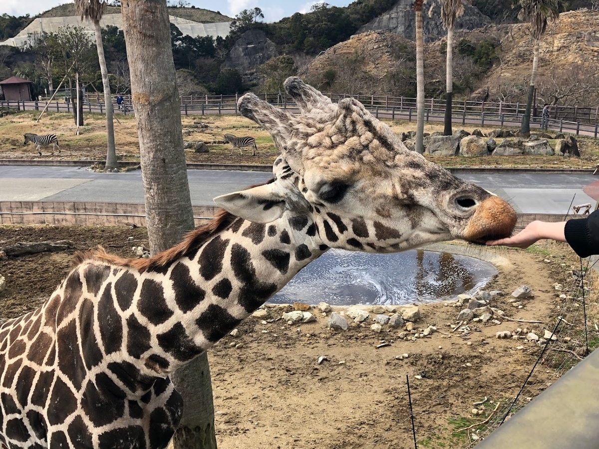 f:id:saotrip:20190316114745j:plain f:id:saotrip:20190316114745j:plain