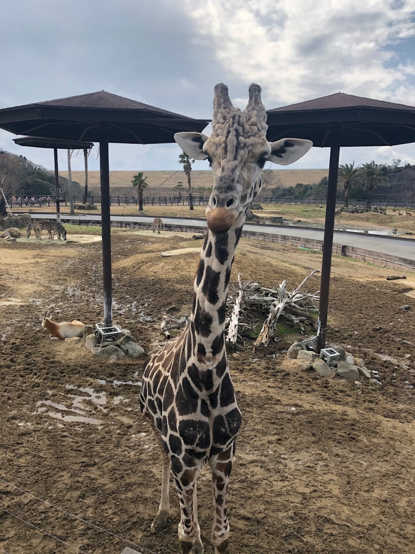 f:id:saotrip:20190316114751j:plain f:id:saotrip:20190316114751j:plain