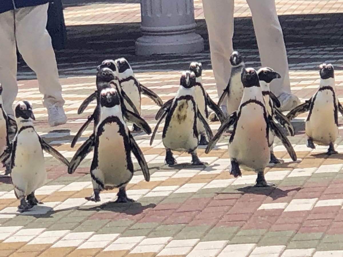 f:id:saotrip:20190316114809j:plain