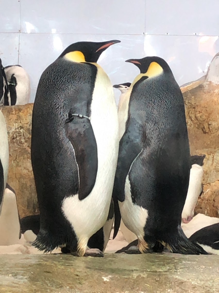 f:id:saotrip:20190316114909j:plain
