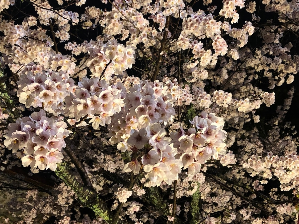f:id:saotrip:20190411105205j:plain f:id:saotrip:20190411105205j:plain