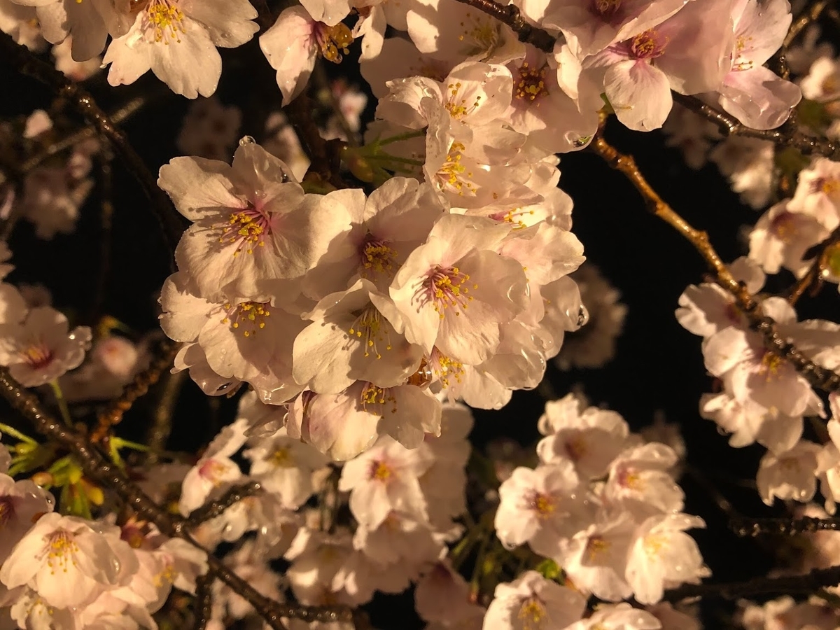 f:id:saotrip:20190411105227j:plain f:id:saotrip:20190411105227j:plain