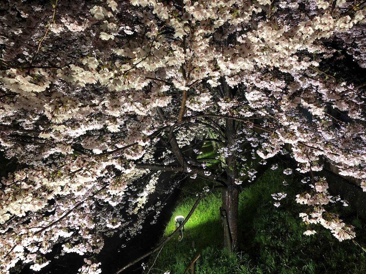 f:id:saotrip:20190411105344j:plain f:id:saotrip:20190411105344j:plain