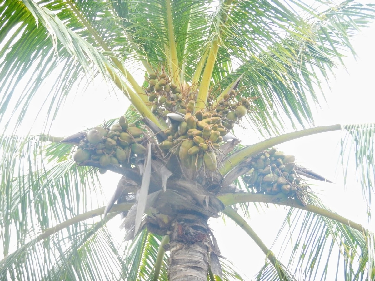 f:id:saotrip:20191115154346j:plain f:id:saotrip:20191115154346j:plain