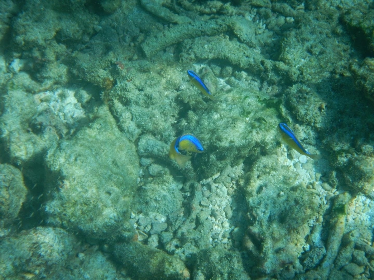 f:id:saotrip:20191117215550j:plain f:id:saotrip:20191117215550j:plain