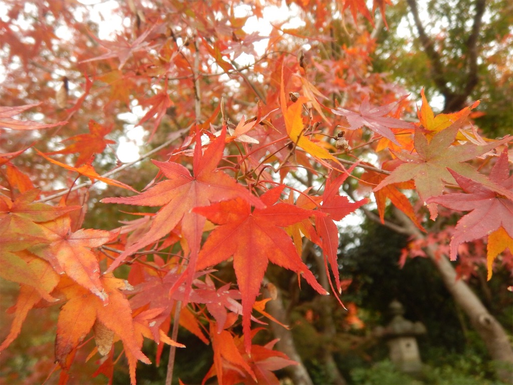 f:id:saotrip:20191122143019j:image f:id:saotrip:20191122143019j:image