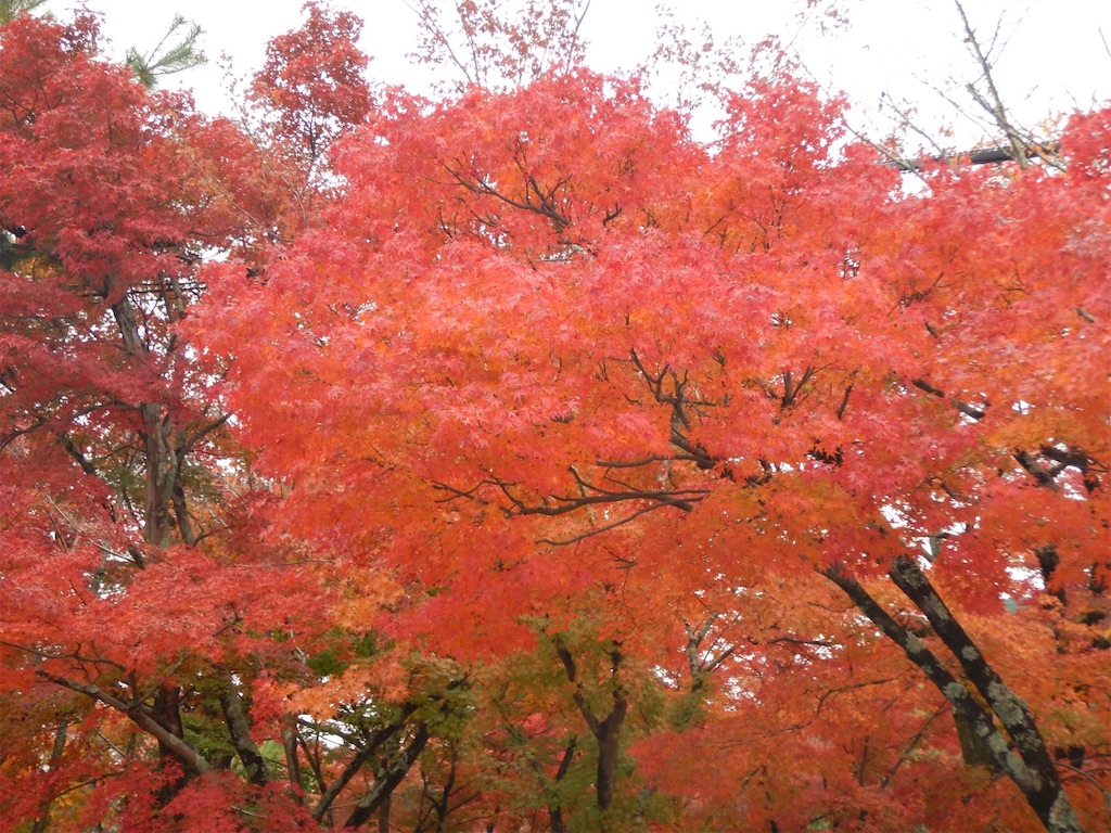 f:id:saotrip:20191122145148j:image f:id:saotrip:20191122145148j:image