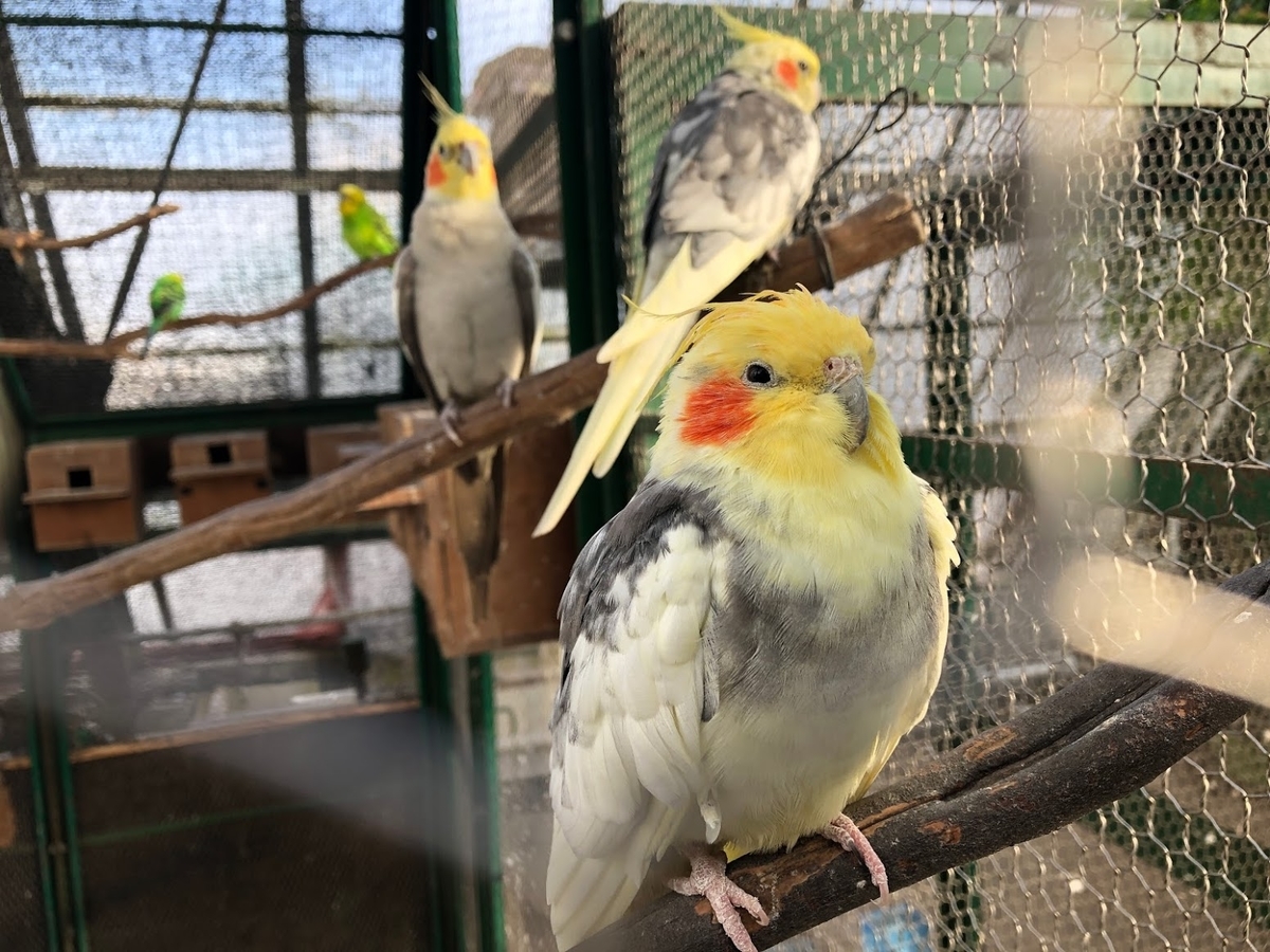 f:id:saotrip:20191217200706j:plain f:id:saotrip:20191217200706j:plain