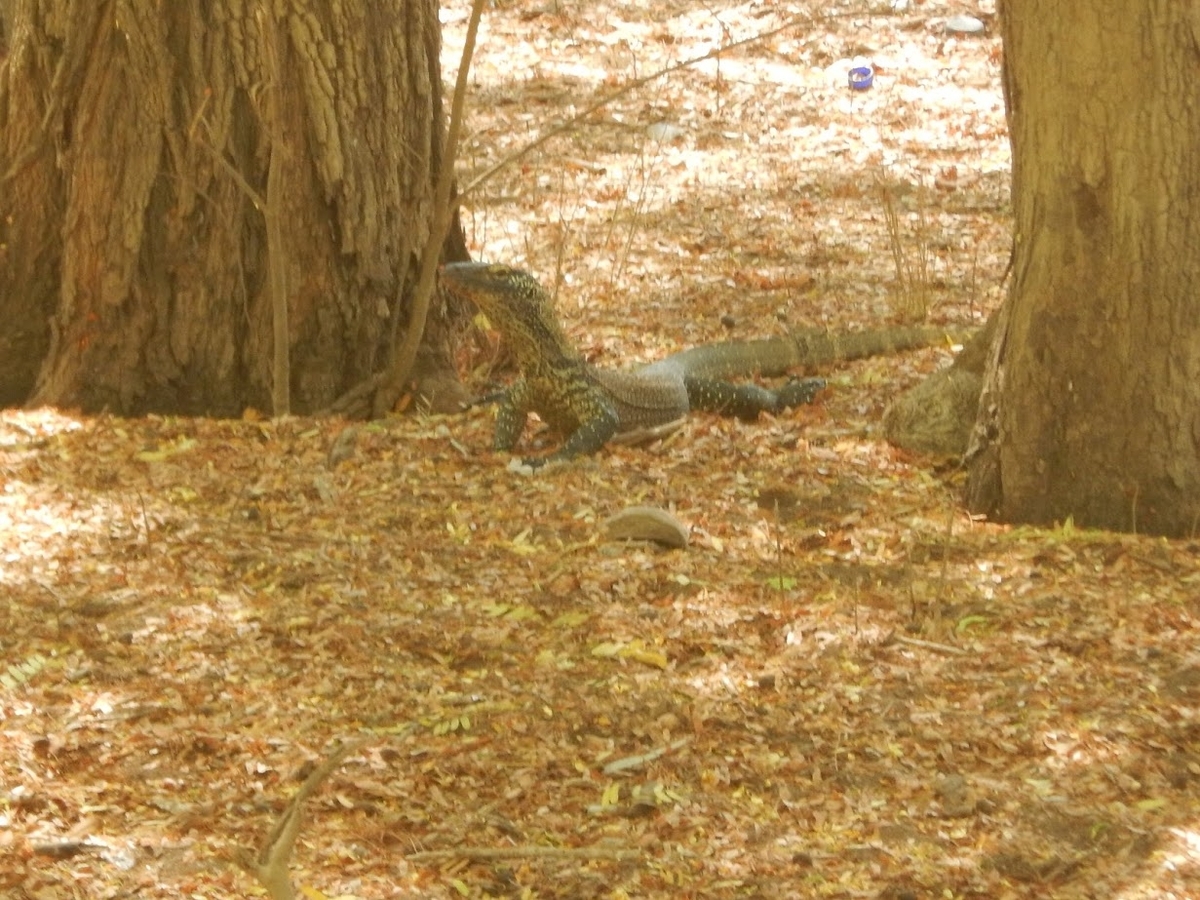 f:id:saotrip:20200122224629j:plain f:id:saotrip:20200122224629j:plain