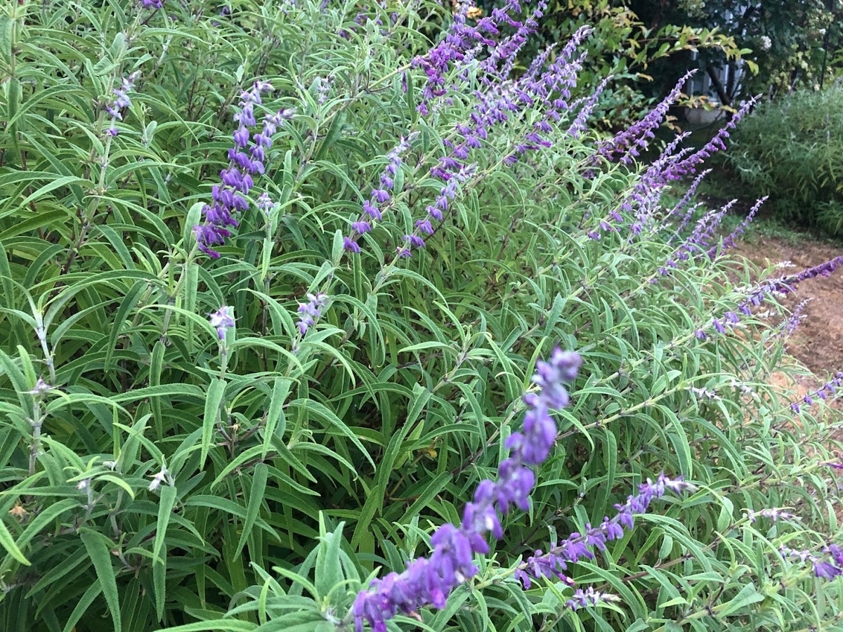 f:id:saotrip:20200909224538j:plain f:id:saotrip:20200909224538j:plain