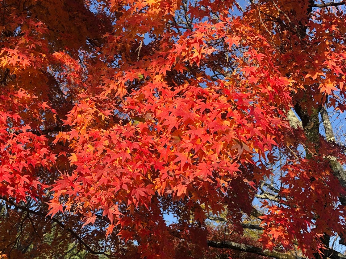 f:id:saotrip:20201118221141j:plain