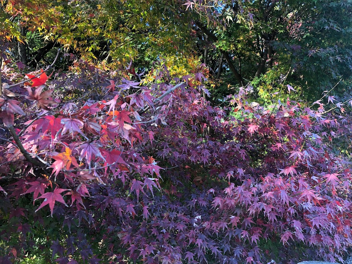 f:id:saotrip:20201118223912j:plain