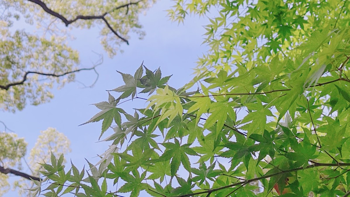 f:id:saotrip:20210507220509j:plain
