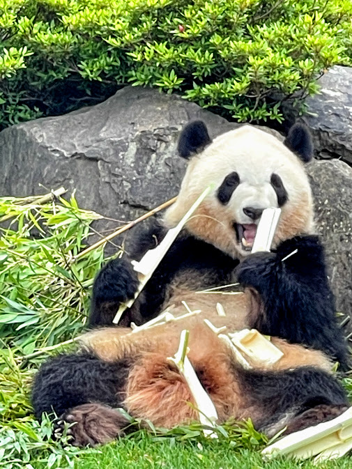 f:id:saotrip:20210516214840j:plain