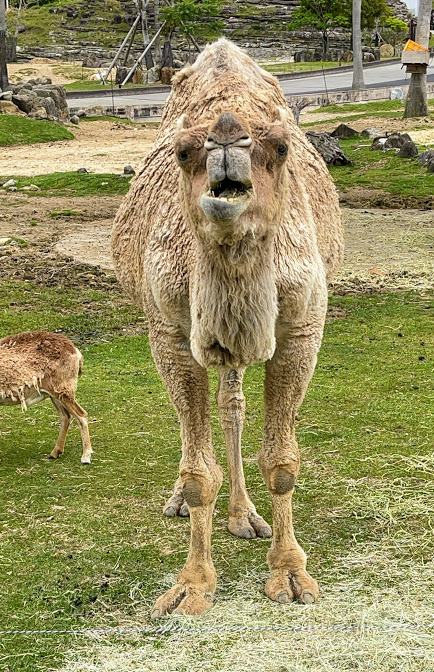 f:id:saotrip:20210516222612j:plain