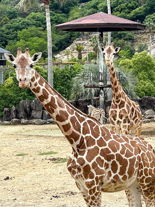 f:id:saotrip:20210516222615j:plain