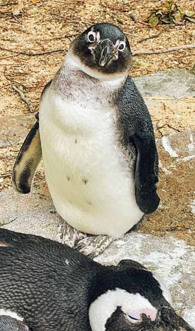 f:id:saotrip:20210516222636j:plain