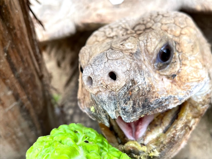 f:id:saotrip:20210516222653j:plain