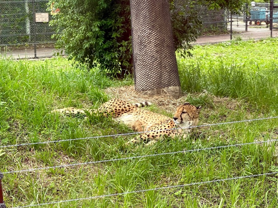 f:id:saotrip:20210516225402j:plain