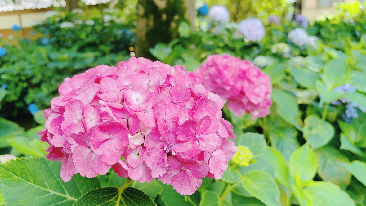 f:id:saotrip:20210615205510j:plain