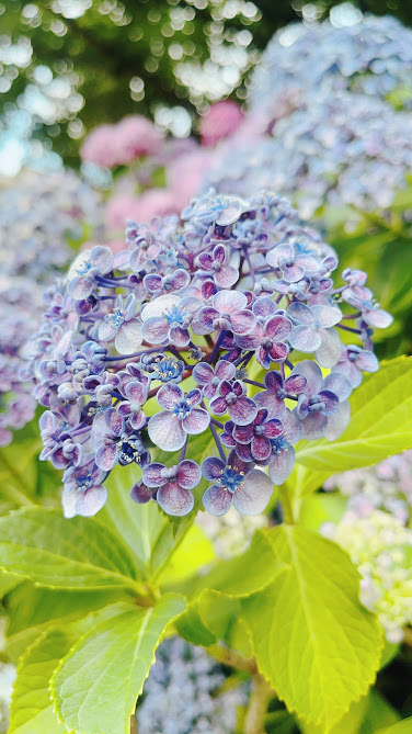 f:id:saotrip:20210617210833j:plain