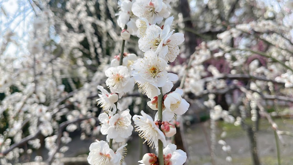 f:id:saotrip:20220312211953j:plain