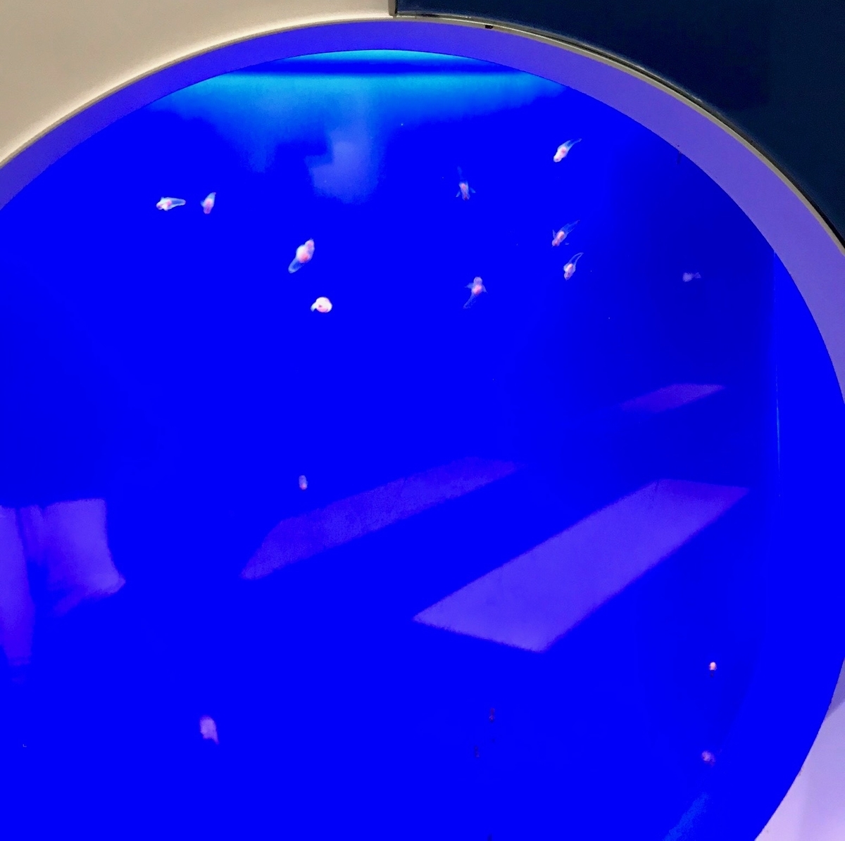 f:id:sapaia:20190808162245j:plain f:id:sapaia:20190808162245j:plain