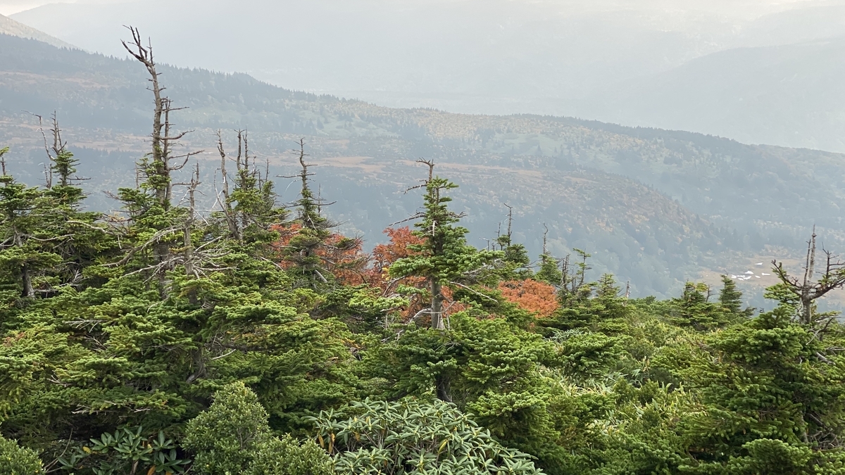 f:id:sapaia:20191014204731j:plain