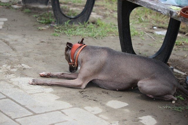 f:id:saphi0402amber0901:20200626084705j:image f:id:saphi0402amber0901:20200626084705j:image